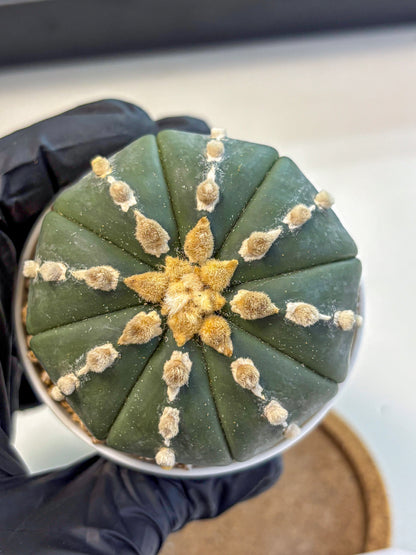 Astrophytum Nudum (at4) (14) | Star Cactus