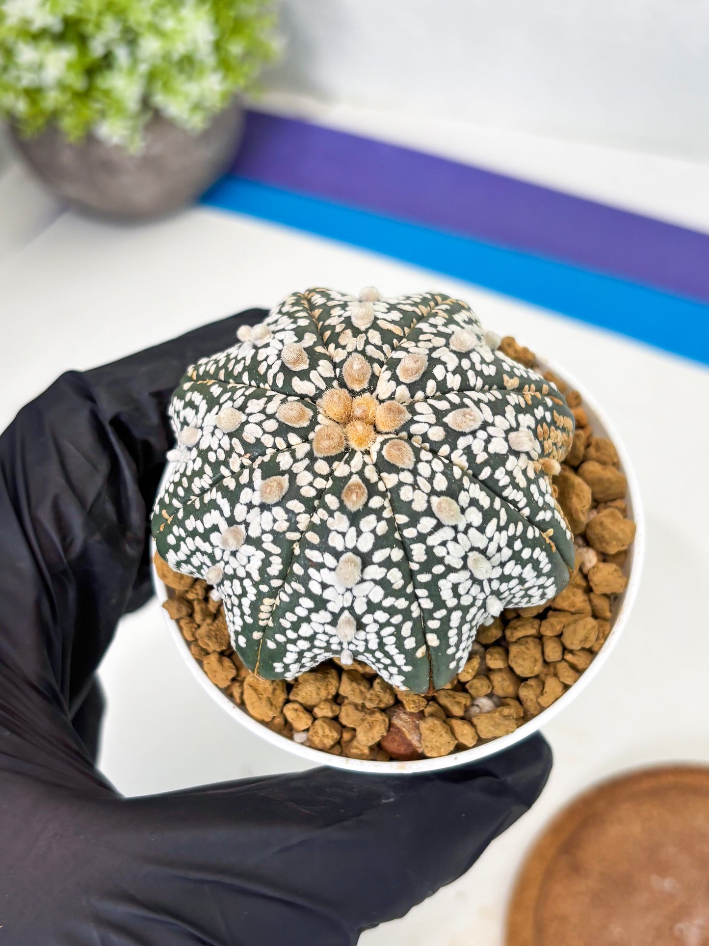 Astrophytum Star Shape (at3) (r4) | Rare Cactus