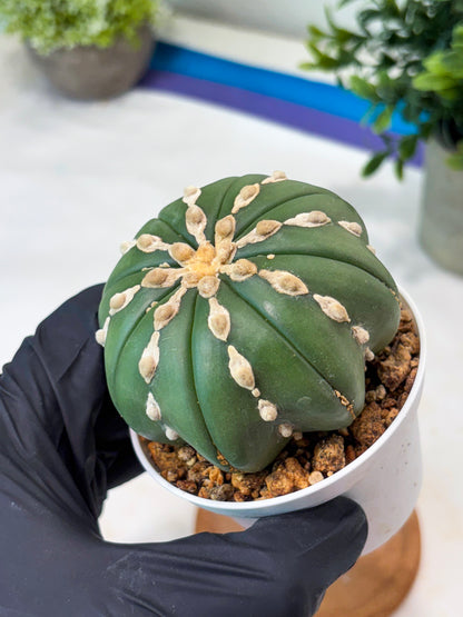 Astrophytum V-Type Nudum (T9) (p4) | Imported Plants