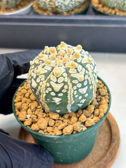 Astrophytum V-Type (at6) (r6) | Rare Star Cactus