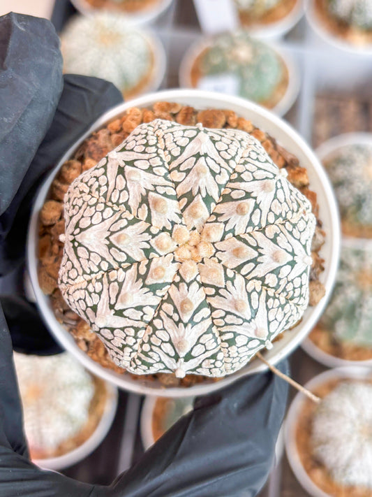 Astrophytum Super Kabuto V-type (t12) (g7) | 3" Pot