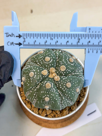 Astrophytum 5-Ribs (at7) (r1) | Living Rocks