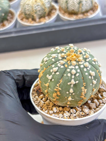 Astrophytum Super Kabuto (at1) (14) | Collection Plant | Rare Cactus