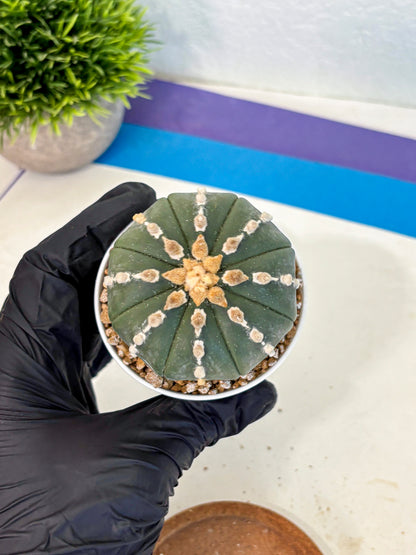Astrophytum Nudum (at4) (14) | Star Cactus