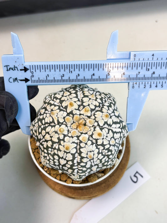 Astrophytum Star Shape (at3) (r5) | Rare Cactus