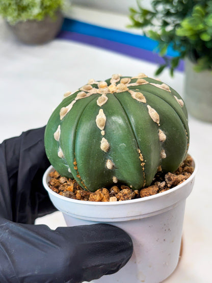 Astrophytum V-Type Nudum (T9) (p4) | Imported Plants