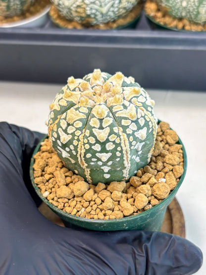 Astrophytum V-Type (at6) (r6) | Rare Star Cactus