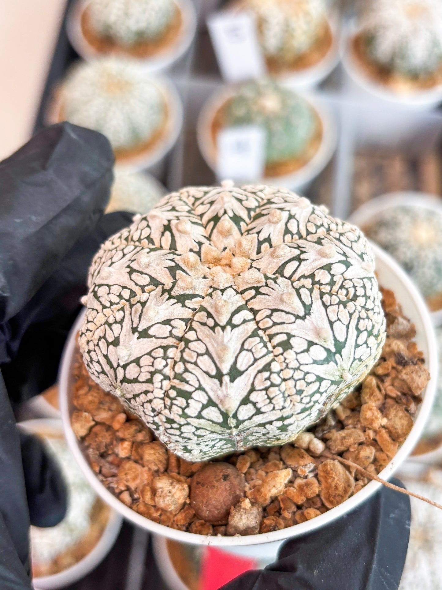 Astrophytum Super Kabuto V-type (t12) (g7) | 3" Pot
