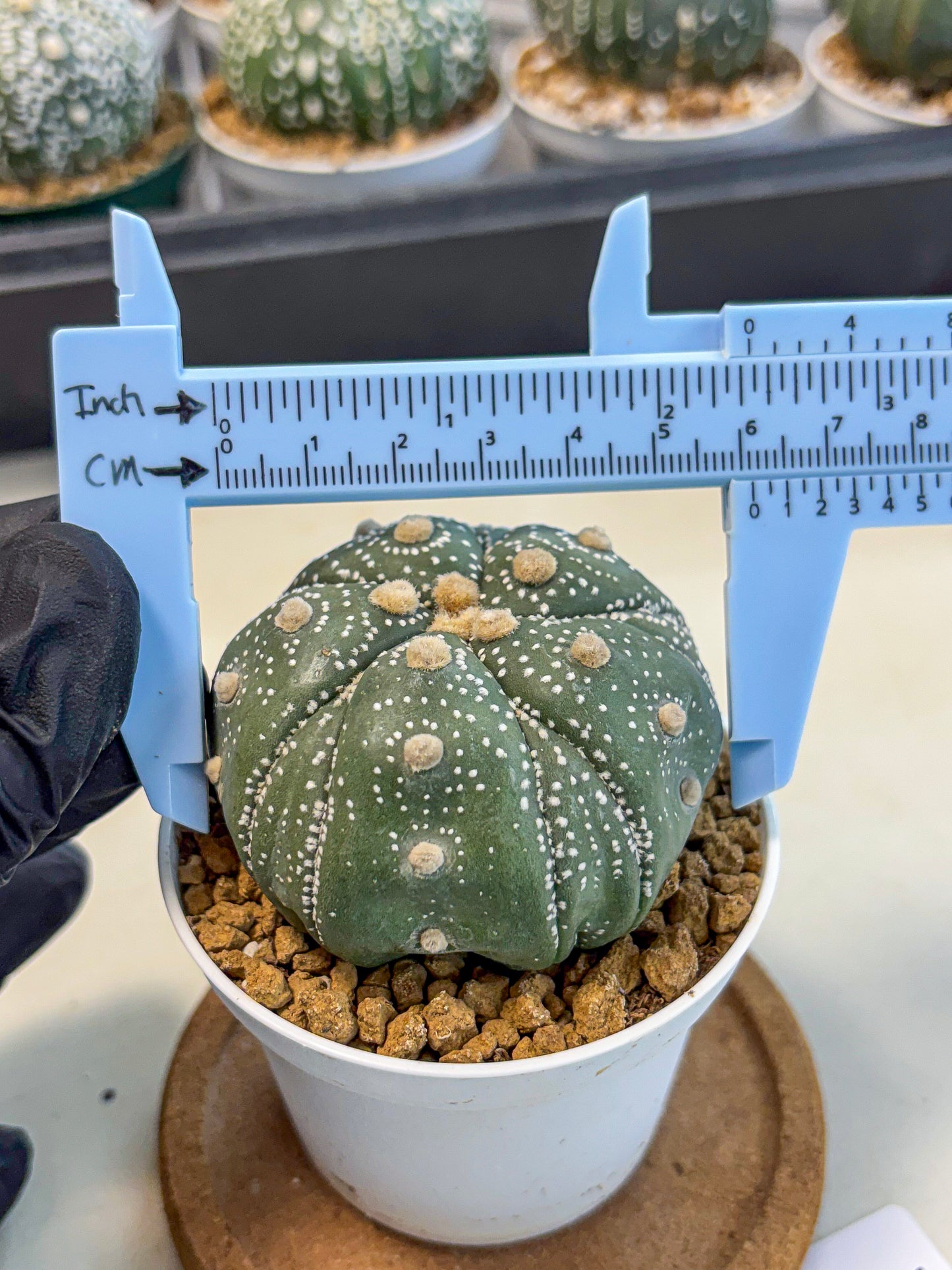 Astrophytum 5-Ribs (at7) (r1) | Living Rocks