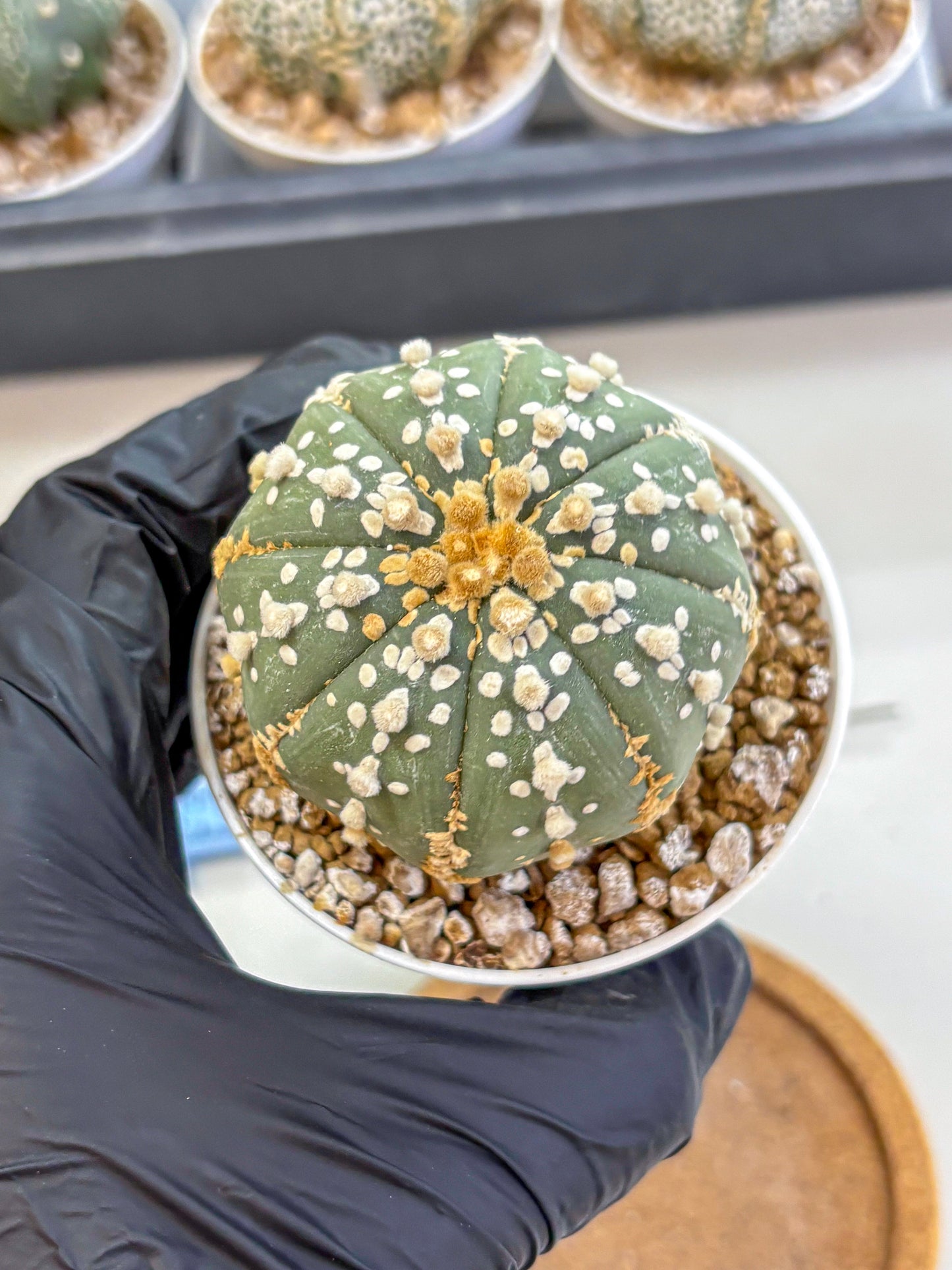 Astrophytum Super Kabuto (at1) (14) | Collection Plant | Rare Cactus