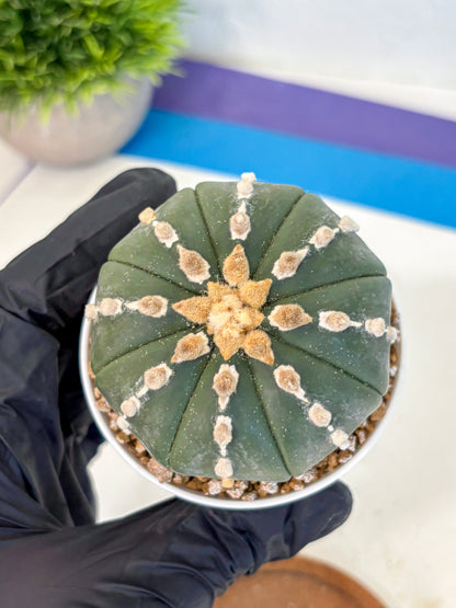 Astrophytum Nudum (at4) (14) | Star Cactus
