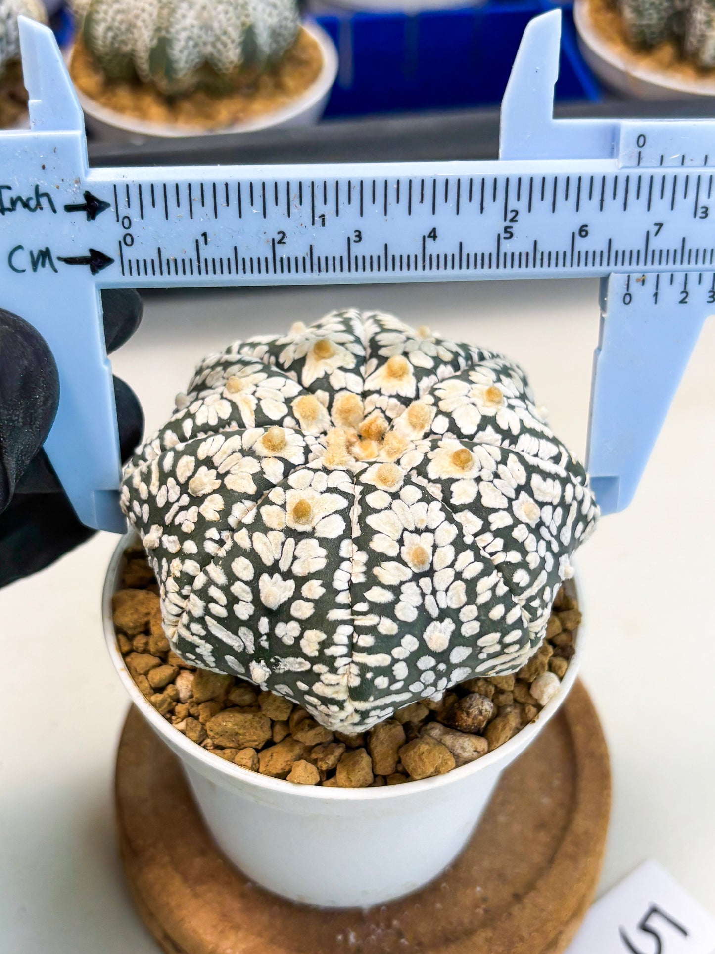 Astrophytum Star Shape (at3) (r5) | Rare Cactus