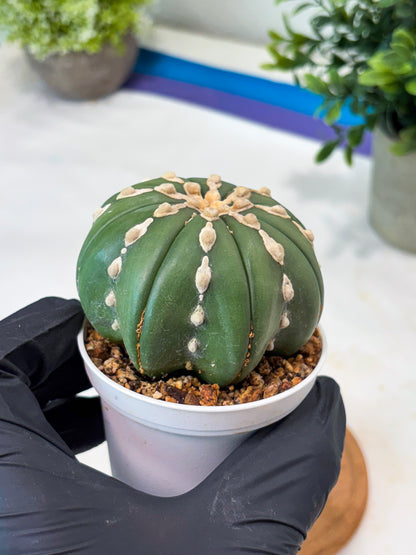 Astrophytum V-Type Nudum (T9) (p4) | Imported Plants