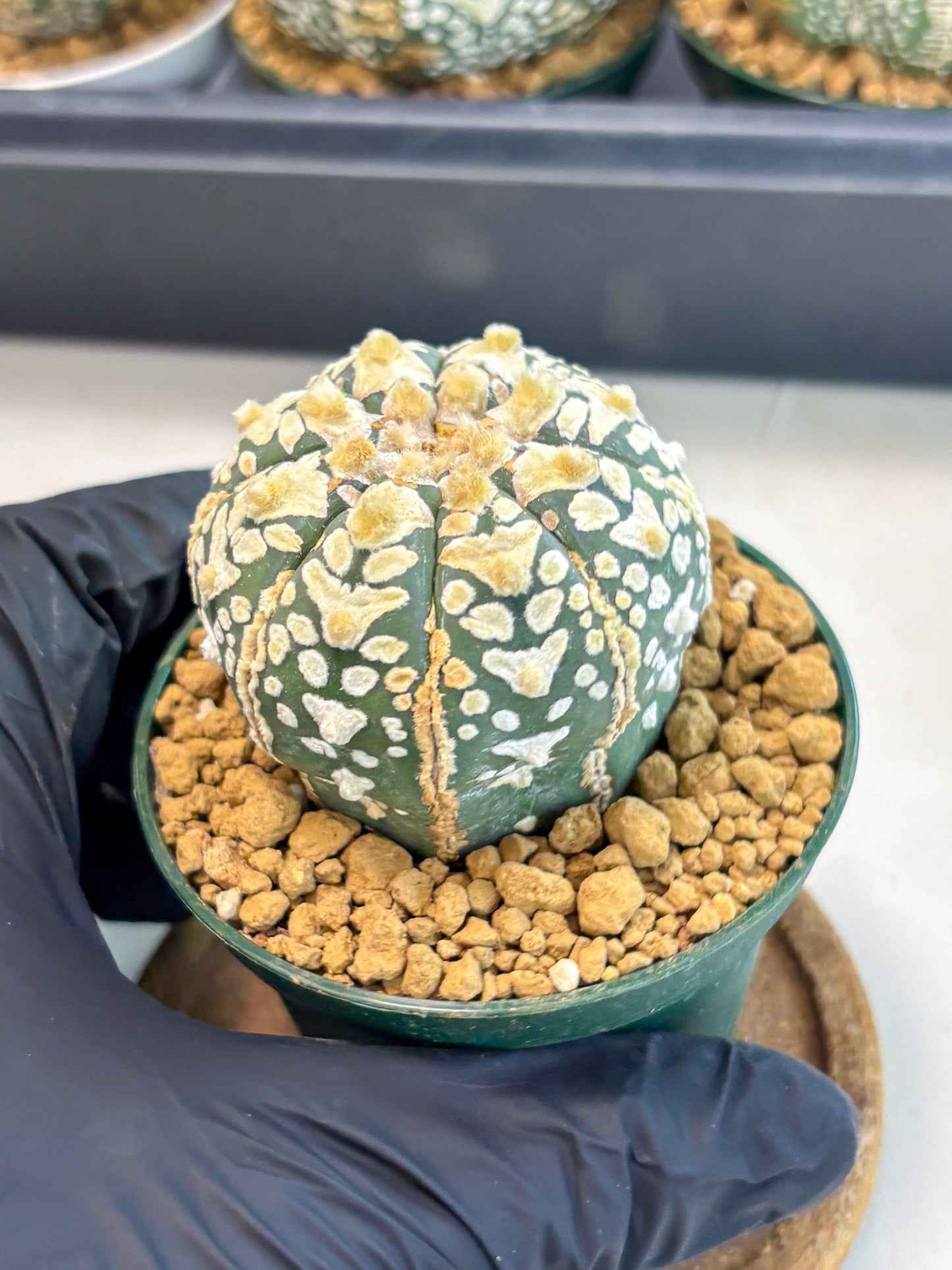 Astrophytum V-Type (at6) (r6) | Rare Star Cactus