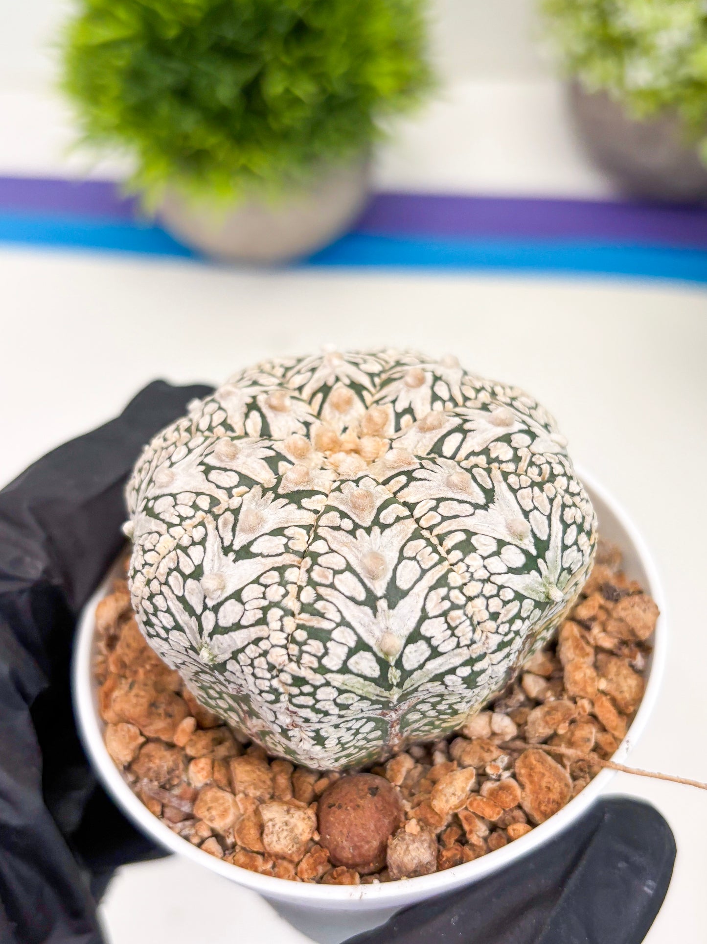 Astrophytum Super Kabuto V-type (t12) (g7) | 3" Pot