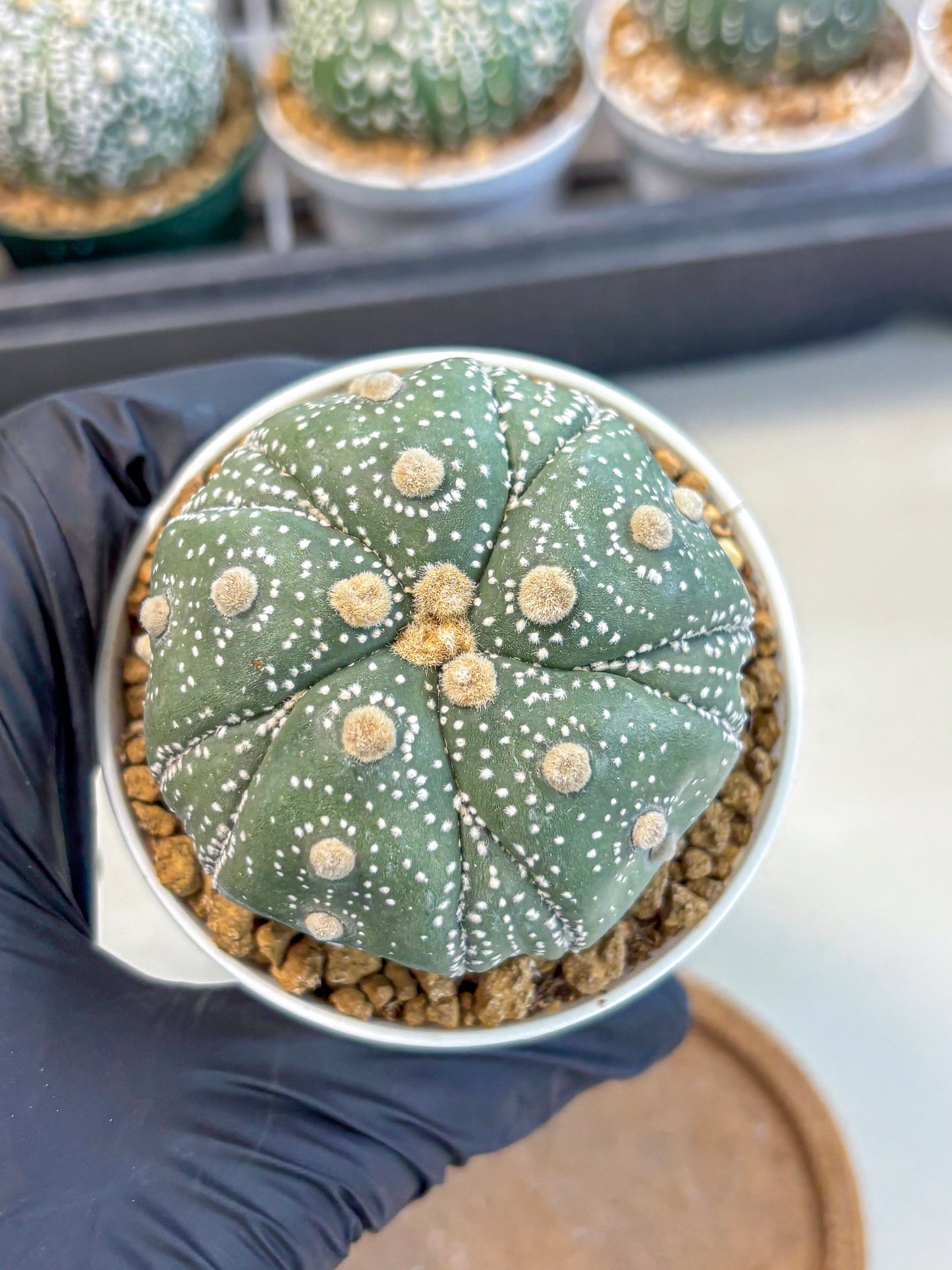 Astrophytum 5-Ribs (at7) (r1) | Living Rocks