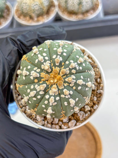 Astrophytum Super Kabuto (at1) (14) | Collection Plant | Rare Cactus