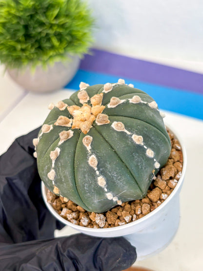 Astrophytum Nudum (at4) (14) | Star Cactus