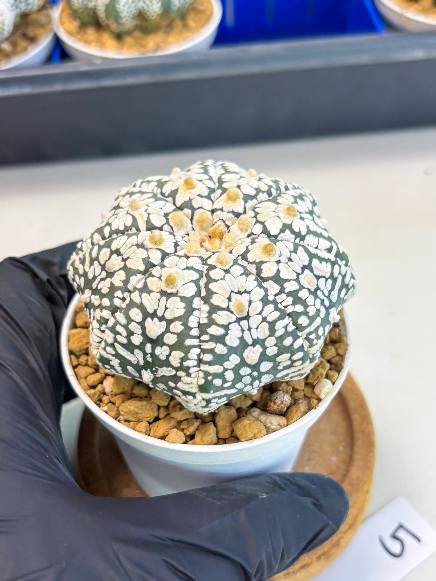 Astrophytum Star Shape (at3) (r5) | Rare Cactus