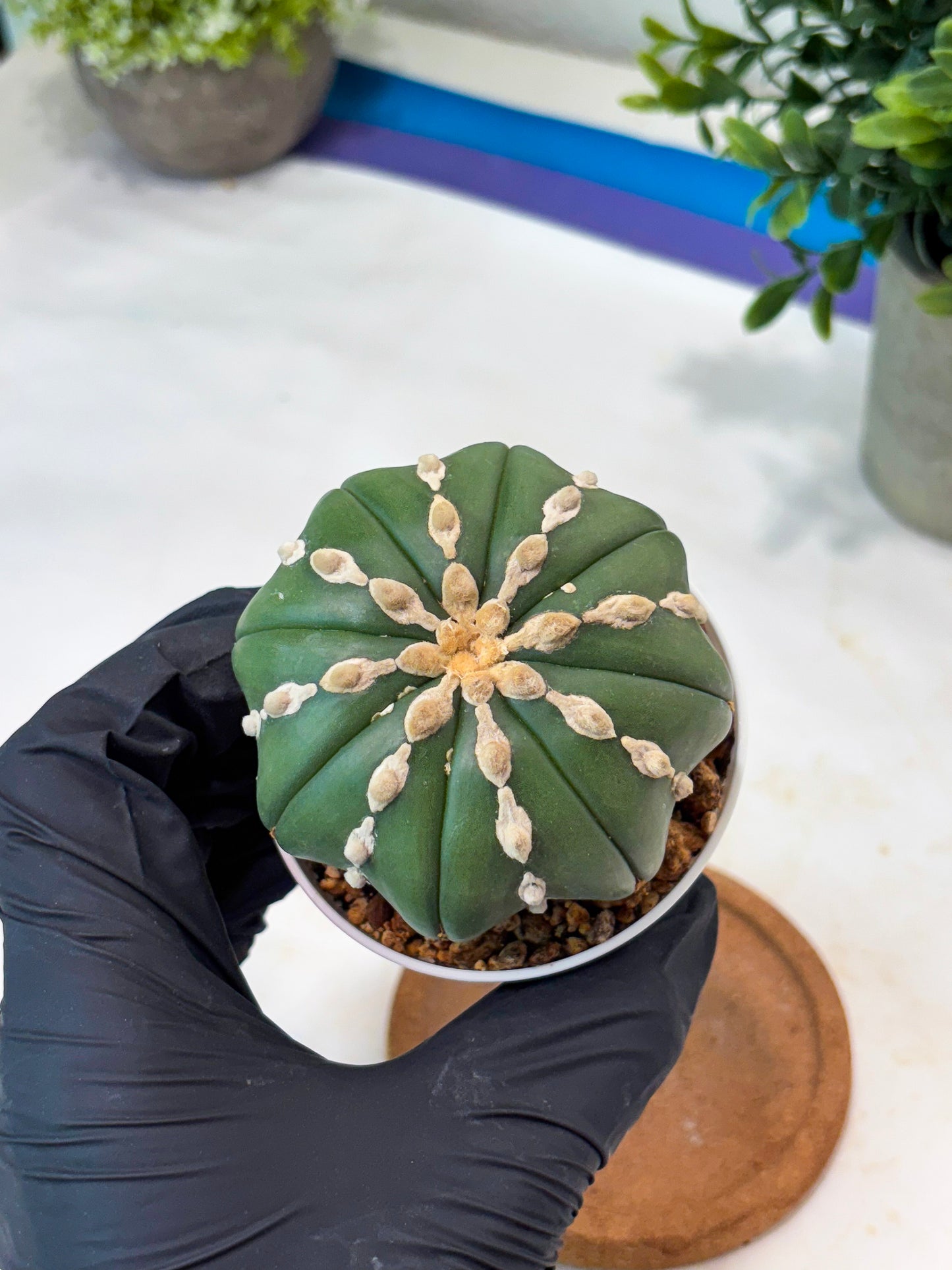 Astrophytum V-Type Nudum (T9) (p4) | Imported Plants