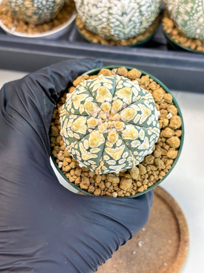 Astrophytum V-Type (at6) (r6) | Rare Star Cactus