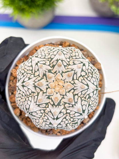 Astrophytum Super Kabuto V-type (t12) (g7) | 3" Pot