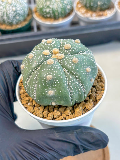 Astrophytum 5-Ribs (at7) (r1) | Living Rocks