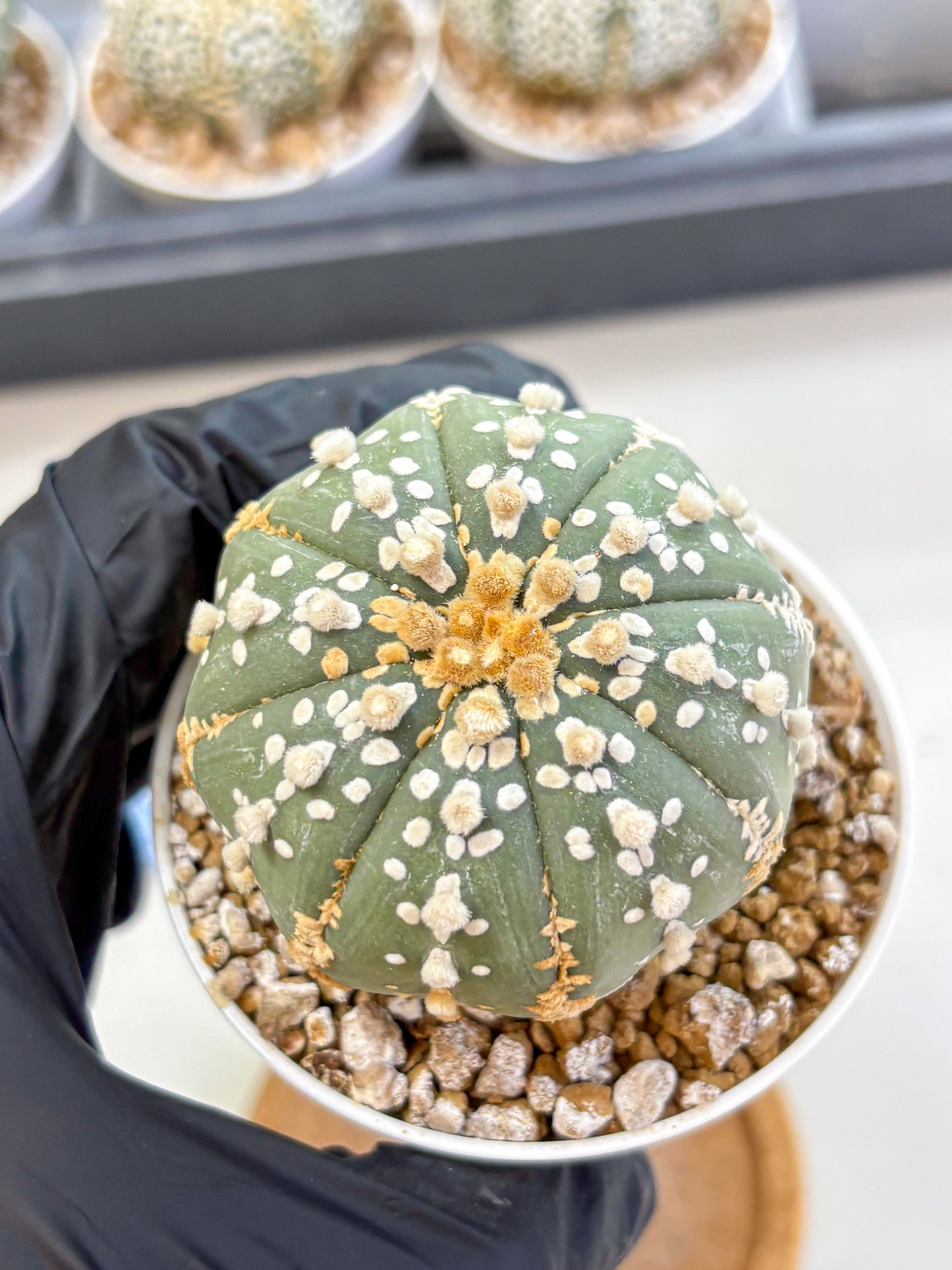 Astrophytum Super Kabuto (at1) (14) | Collection Plant | Rare Cactus