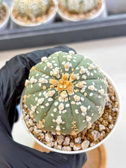 Astrophytum Super Kabuto (at1) (14) | Collection Plant | Rare Cactus
