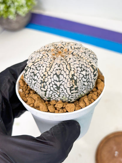 Astrophytum V-Type (at1) (p5) | Imported Cactus