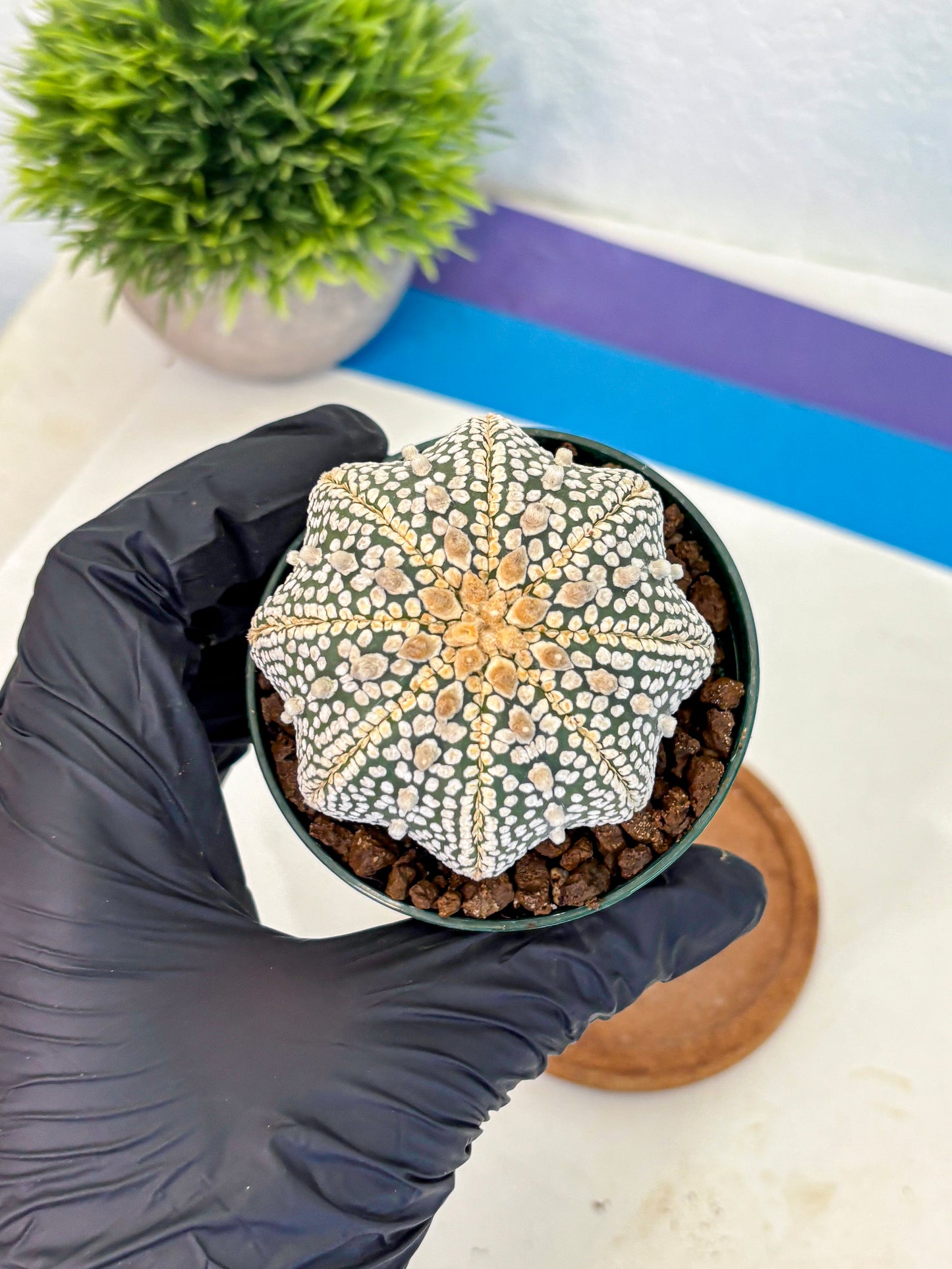 Astrophytum V Type (at5) (03) |  Sea urchin cactus