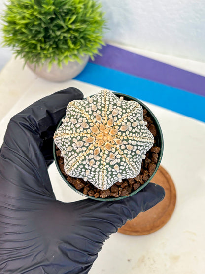 Astrophytum V Type (at5) (03) |  Sea urchin cactus
