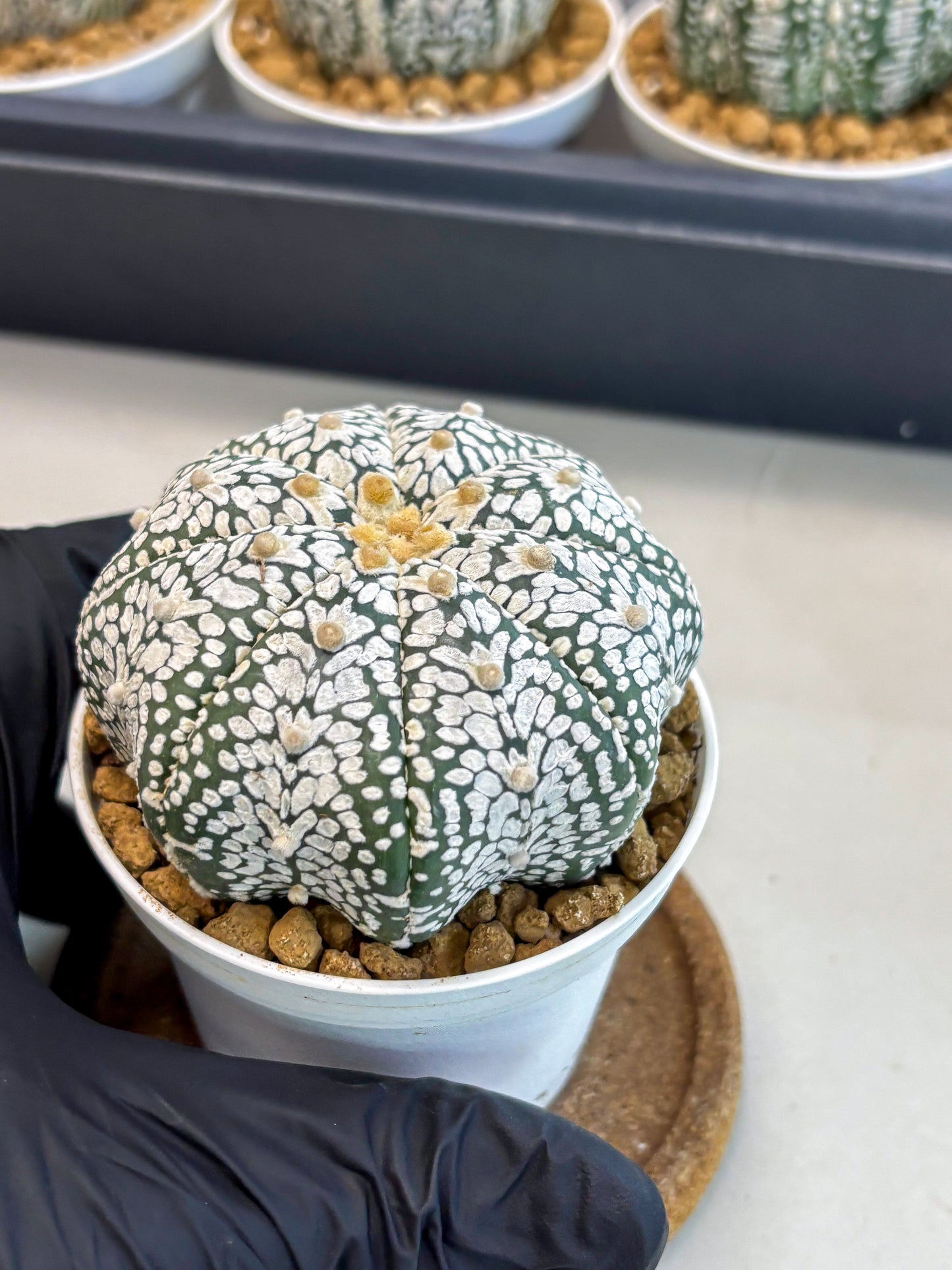 Astrophytum V-Type (at5) (p3) | Rare imported Plant
