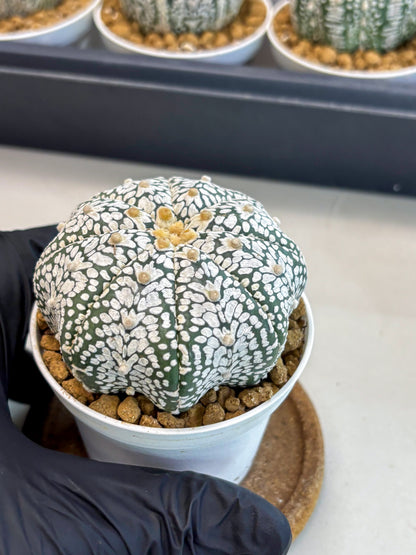 Astrophytum V-Type (at5) (p3) | Rare imported Plant