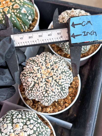 Astrophytum Super Kabuto V Type (T4) (b6) | Las Vegas Seller