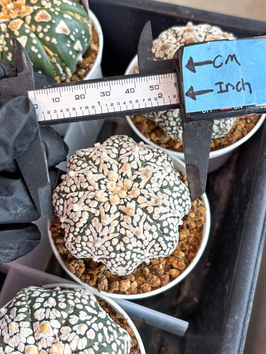 Astrophytum Super Kabuto V Type (T4) (b6) | Las Vegas Seller