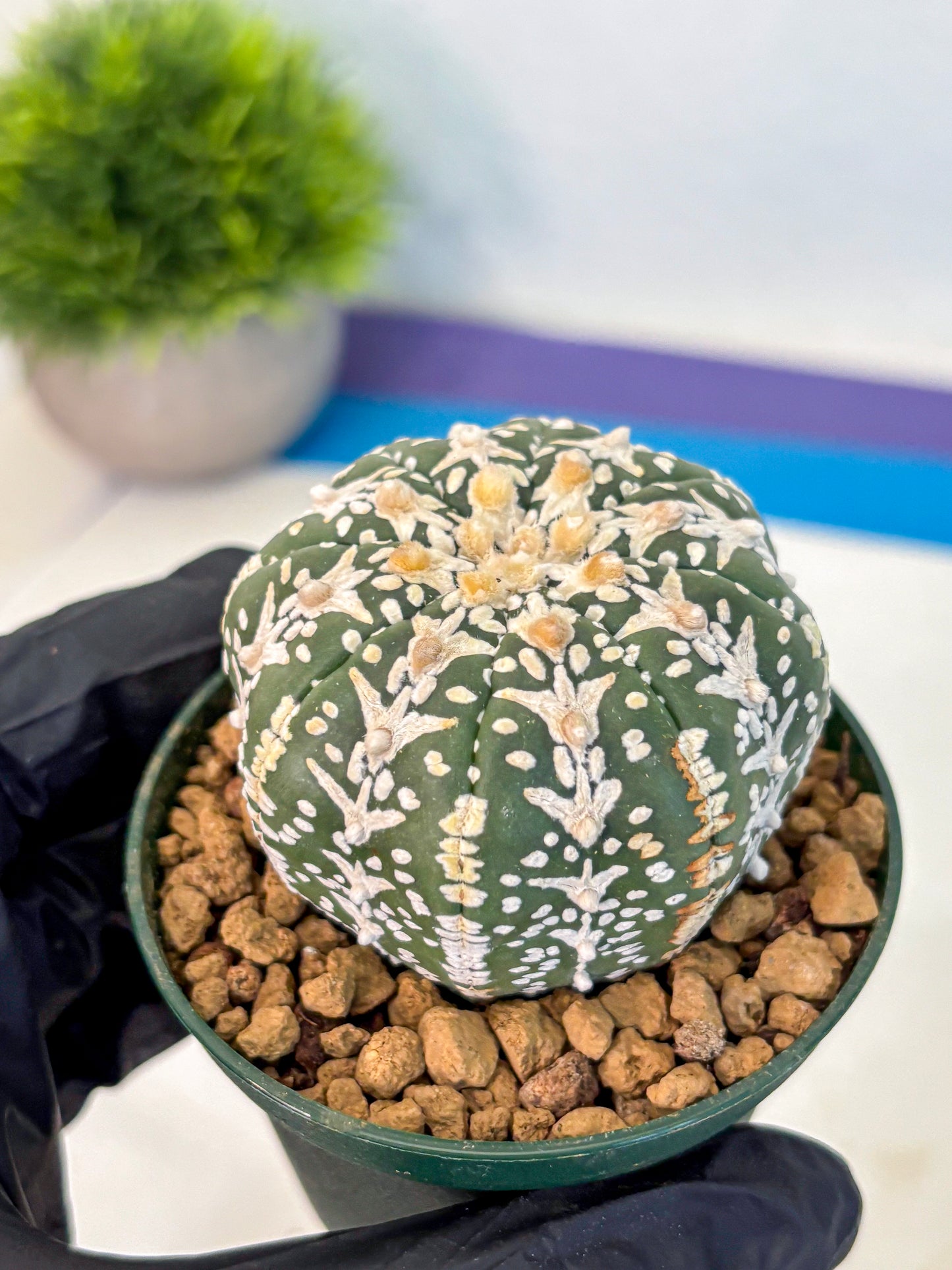 Astrophytum V Type (at2) (03) | Live Plant | Rare Collection