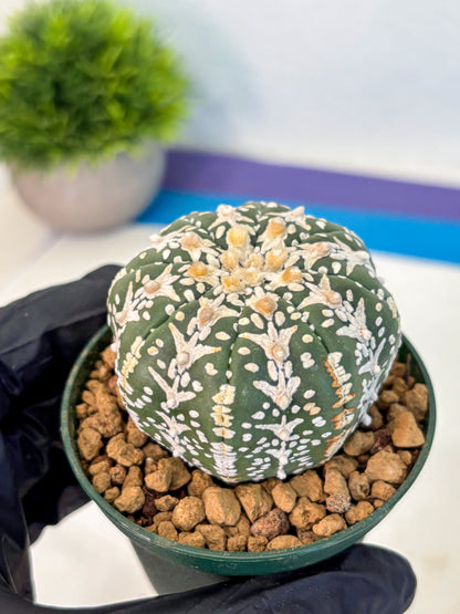 Astrophytum V Type (at2) (03) | Live Plant | Rare Collection