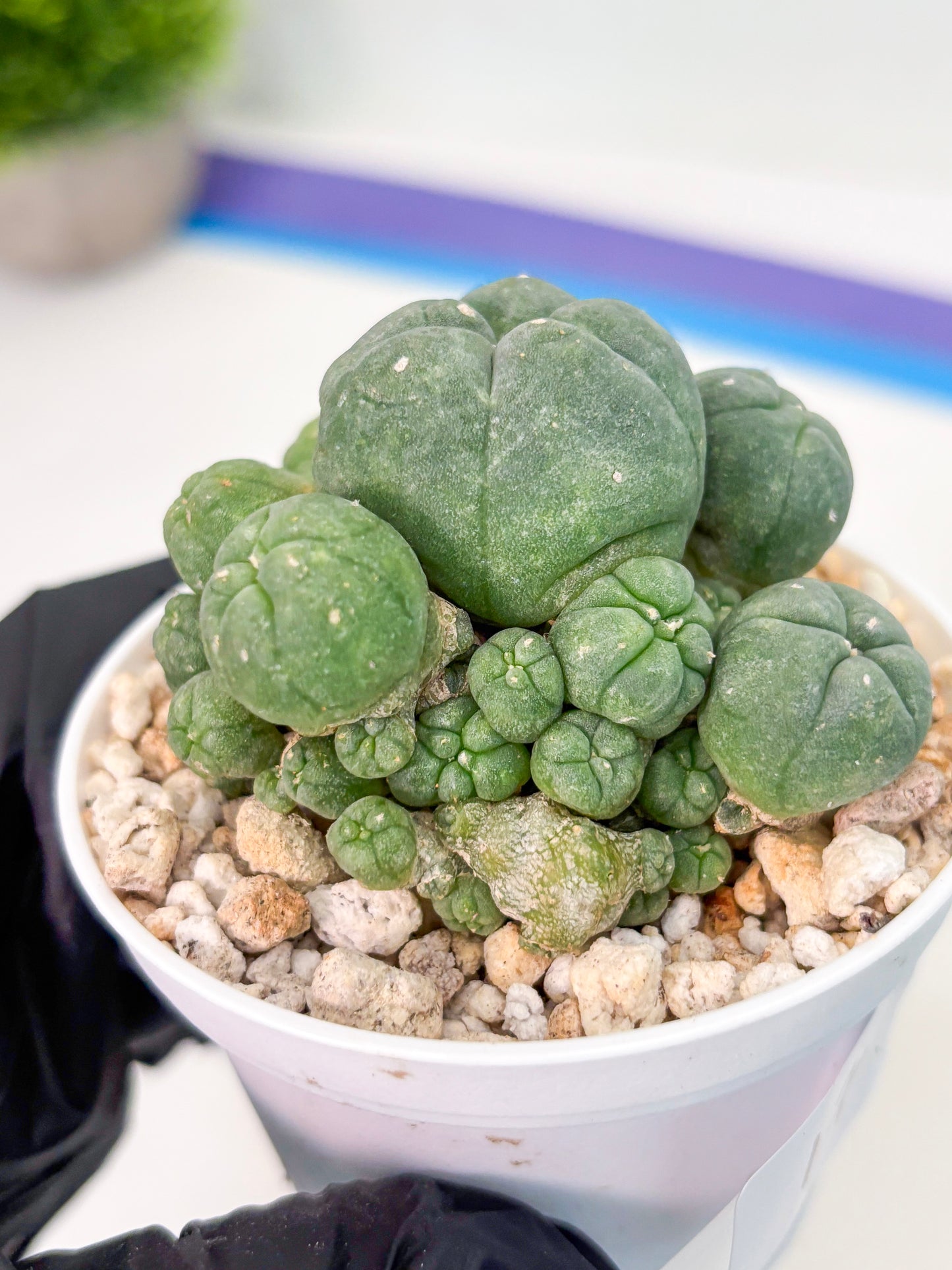 Spineless Cactus (Lo1) (g1) | For Advanced Growers