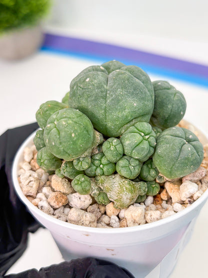 Spineless Cactus (Lo1) (g1) | For Advanced Growers