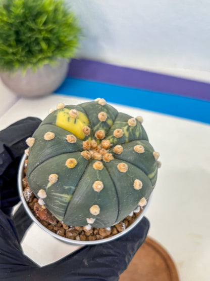 Astrophytum Variegated (at9) (03) | Rare Plant | Live Cactus