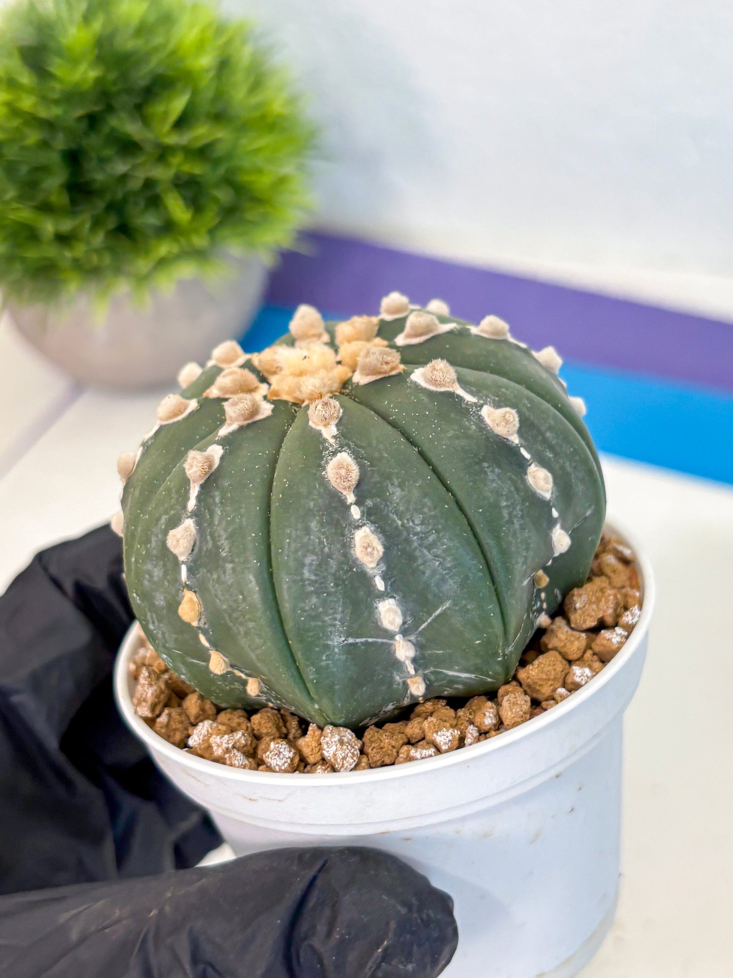 Astrophytum Nudum (at4) (14) | Star Cactus