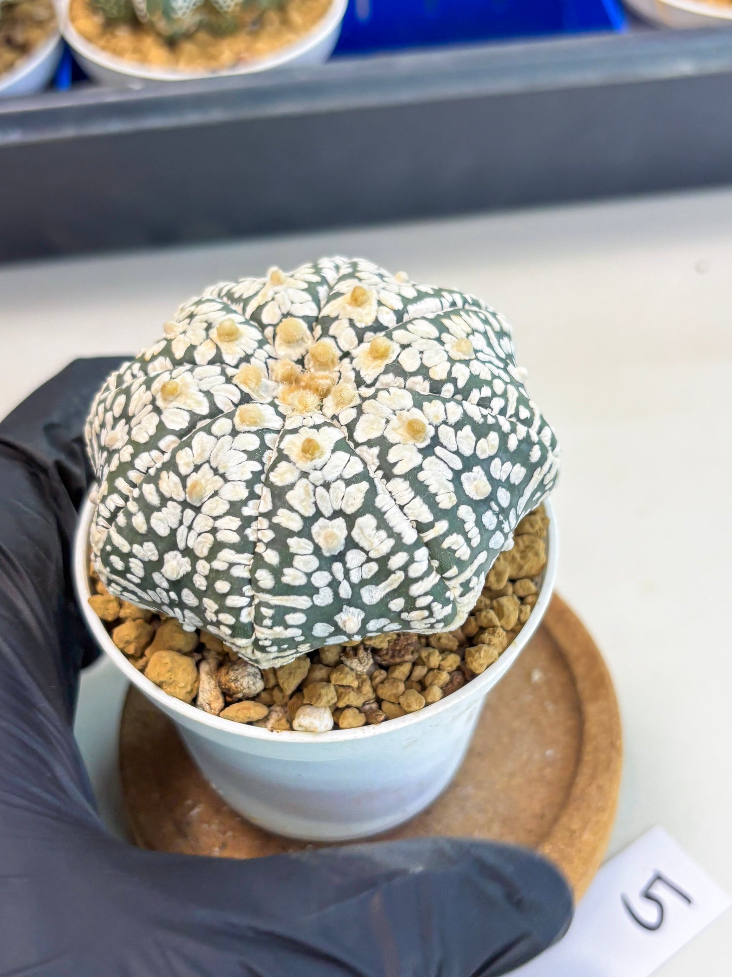 Astrophytum Star Shape (at3) (r5) | Rare Cactus