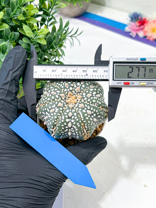 Astrophytum Super Kabuto (#T6C) | Nevada Botanical Shop | 3" Pot