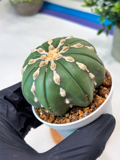 Astrophytum V-Type Nudum (T9) (p4) | Imported Plants