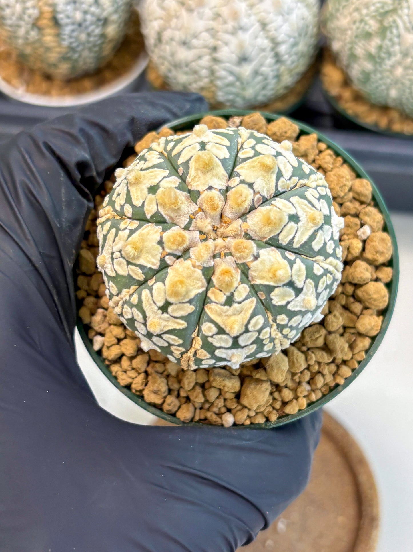 Astrophytum V-Type (at6) (r6) | Rare Star Cactus