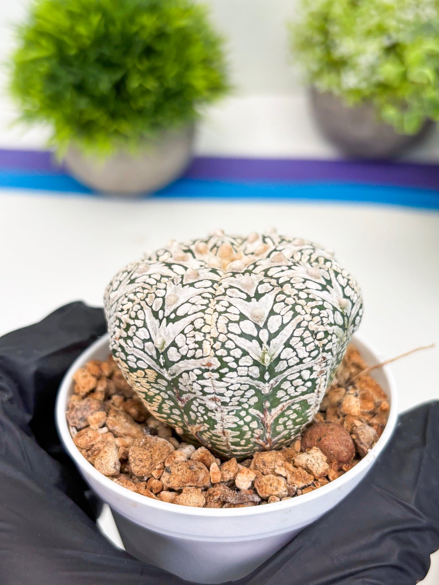 Astrophytum Super Kabuto V-type (t12) (g7) | 3" Pot
