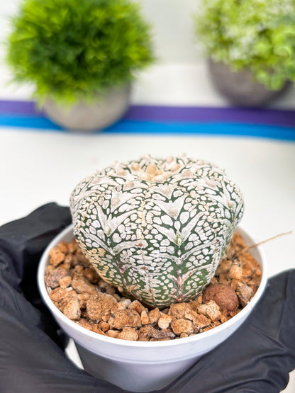 Astrophytum Super Kabuto V-type (t12) (g7) | 3" Pot