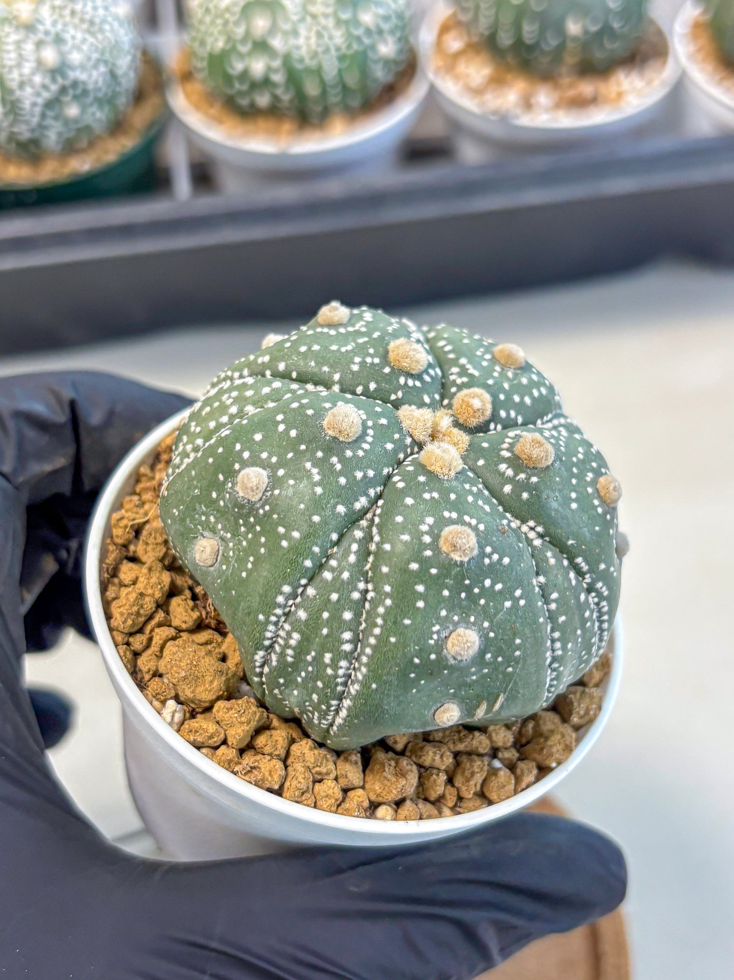 Astrophytum 5-Ribs (at7) (r1) | Living Rocks