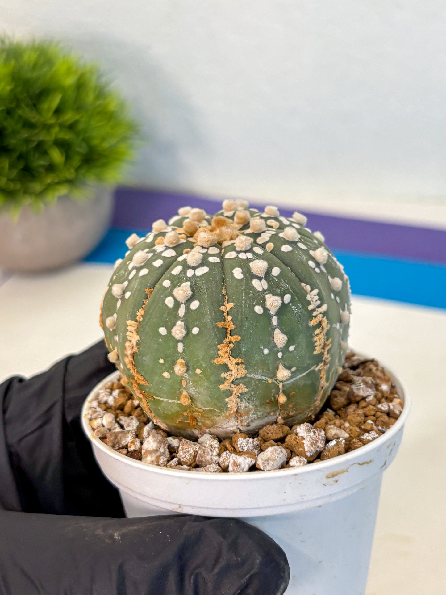 Astrophytum Super Kabuto (at1) (14) | Collection Plant | Rare Cactus